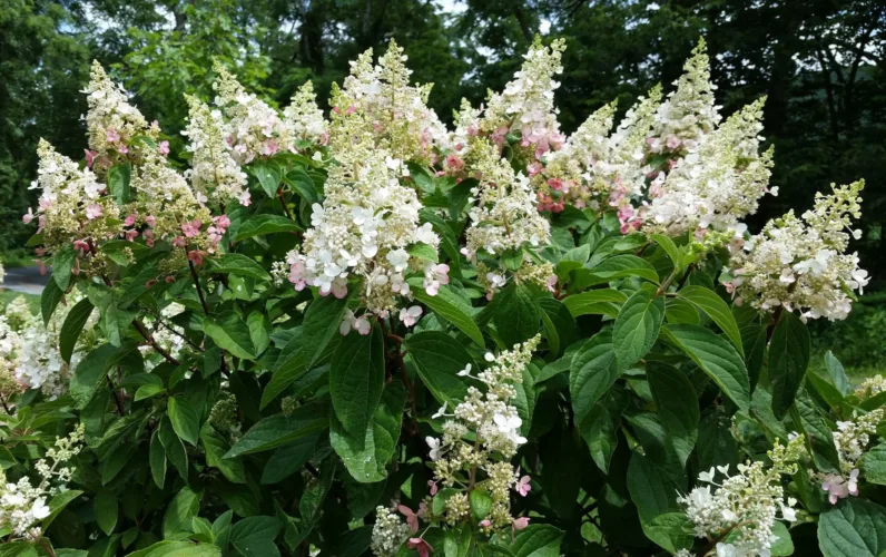 Growing Tips: Timing matters in the garden